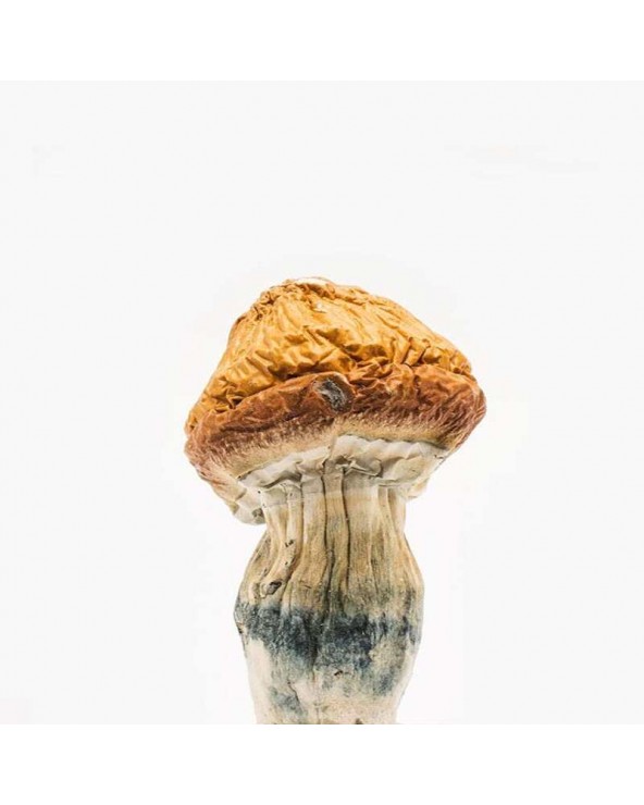 Malabar Coast Magic Mushroom