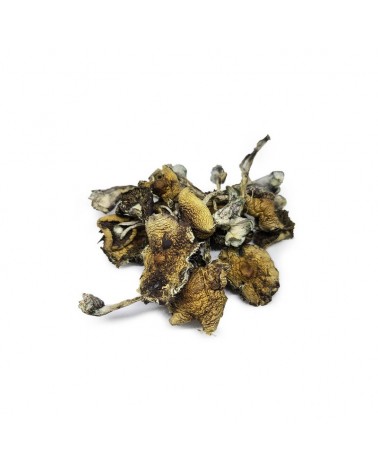 Psilocybe Azurescens Dried