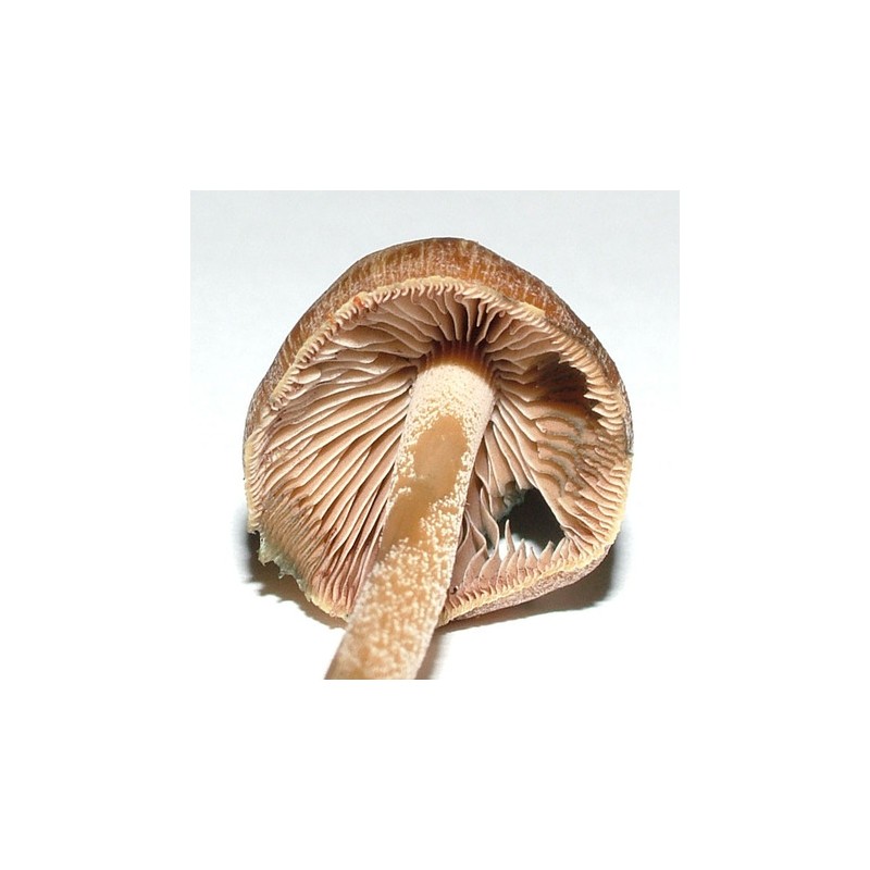 Psilocybe Aucklandiae