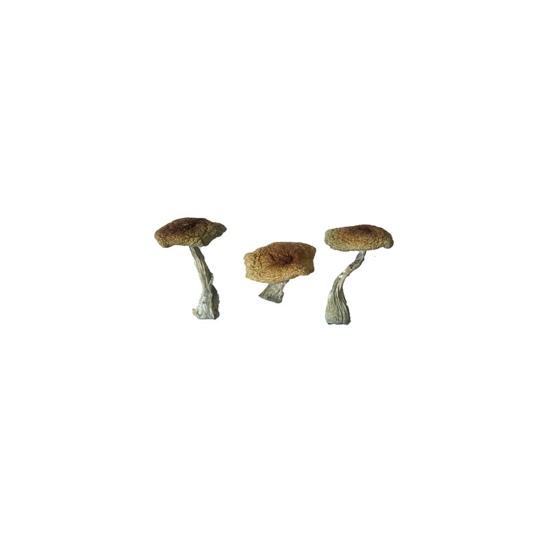 Psilocybe Aztecorum