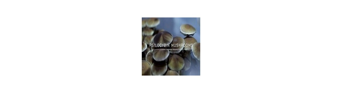 Psilocybin or Magic Mushrooms