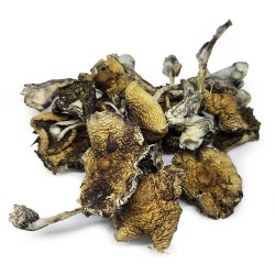 Psilocybe Azurescens