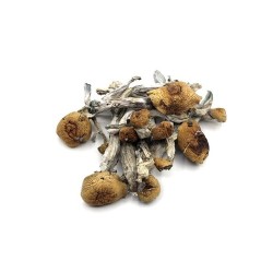 Penis Envy Mushroom