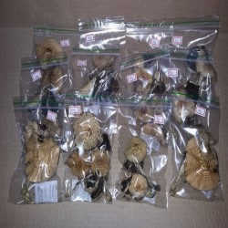 Psilocybe Cyanescens