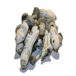 Albino Penis Envy mushroom